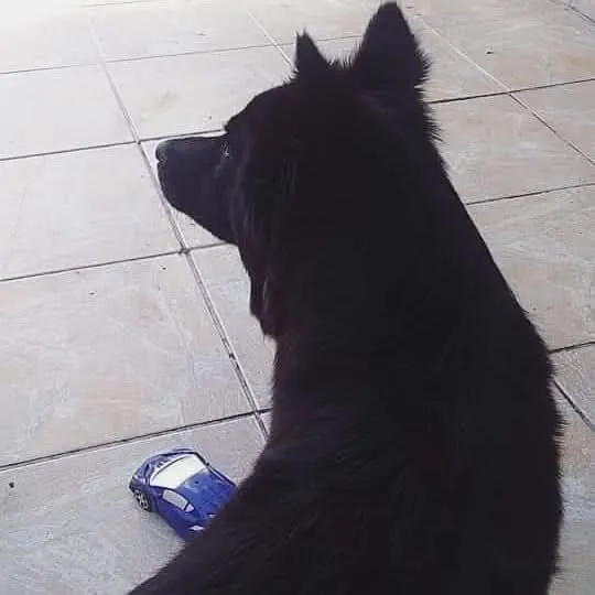 Cachorro raça SRD-ViraLata idade 6 ou mais anos nome Pérola 