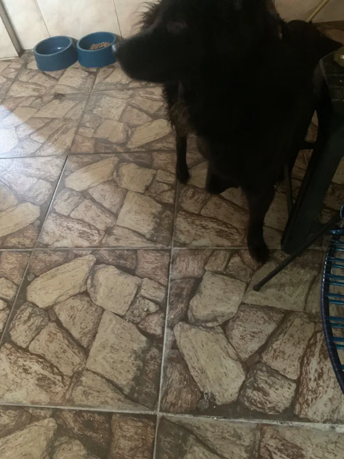 Cachorro raça SRD-ViraLata idade 6 ou mais anos nome Pérola 