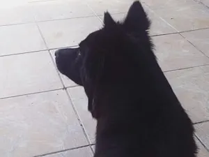 Cachorro raça SRD-ViraLata idade 6 ou mais anos nome Pérola 