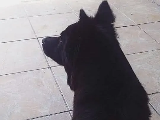 Cachorro raça SRD-ViraLata idade 6 ou mais anos nome Pérola 