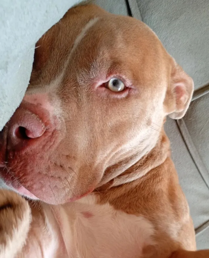 Cachorro raça Pit-Bull idade 7 a 11 meses nome Thor