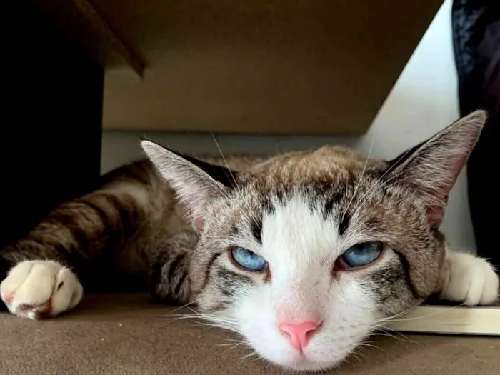 Gato raça SRD-ViraLata idade 7 a 11 meses nome GATO NANO