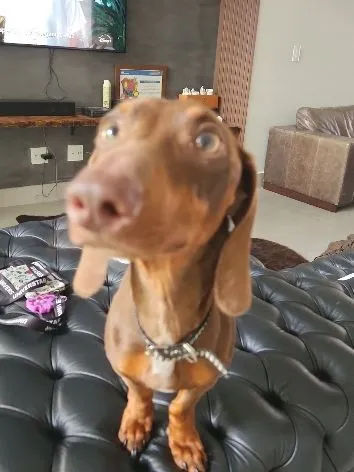 Cachorro raça Basset-Cofap idade 1 ano nome Scooby