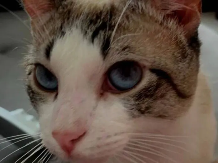 Gato raça SRD-ViraLata idade 7 a 11 meses nome GATO NANO