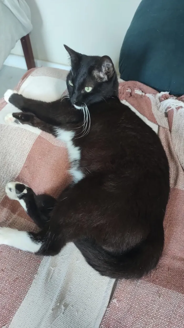 Gato raça SRD-ViraLata idade 2 anos nome PRETINHO