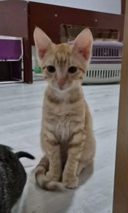 Gato raça SRD-ViraLata idade 2 a 6 meses nome Brad e Peach