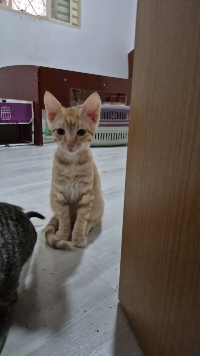 Gato raça SRD-ViraLata idade 2 a 6 meses nome Brad e Peach