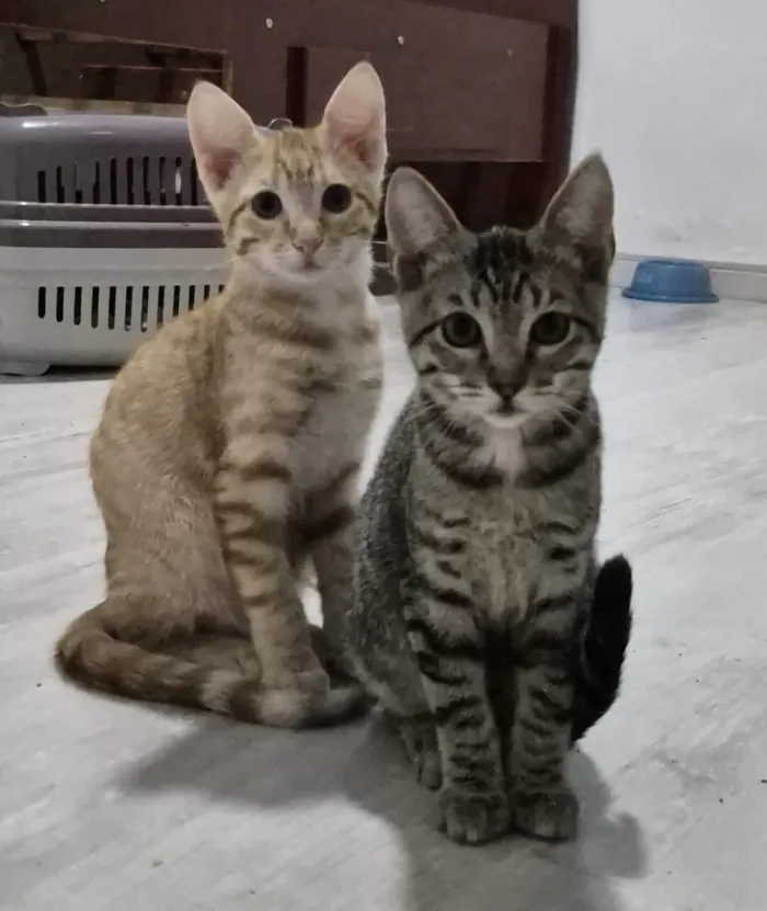 Gato raça SRD-ViraLata idade 2 a 6 meses nome Brad e Peach