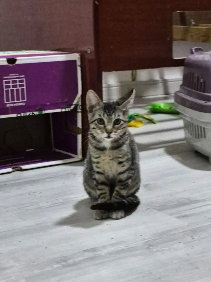 Gato raça SRD-ViraLata idade 2 a 6 meses nome Brad e Peach