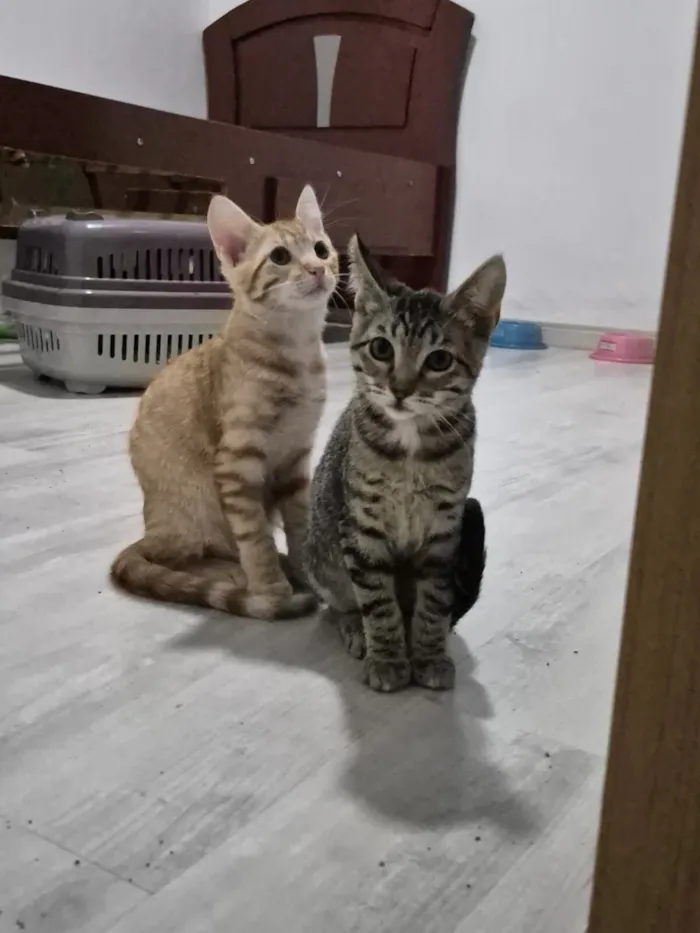 Gato raça SRD-ViraLata idade 2 a 6 meses nome Brad e Peach