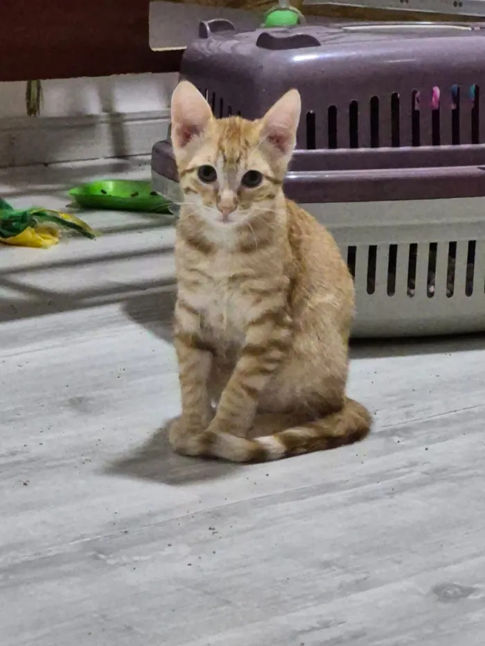 Gato raça SRD-ViraLata idade 2 a 6 meses nome Brad e Peach