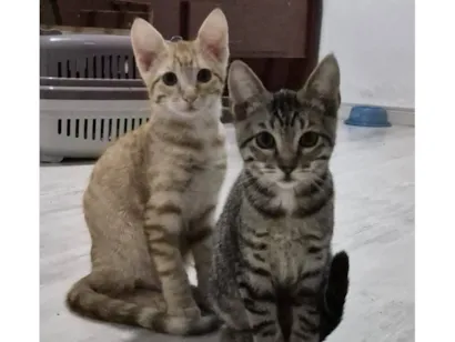 Gato raça SRD-ViraLata idade 2 a 6 meses nome Brad e Peach