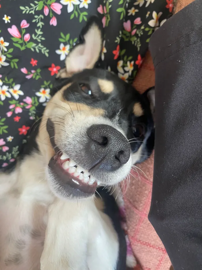 Cachorro raça SRD-ViraLata idade 2 a 6 meses nome Chica