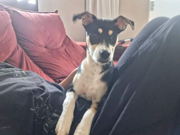 Cachorro raça SRD-ViraLata idade 2 a 6 meses nome Chica