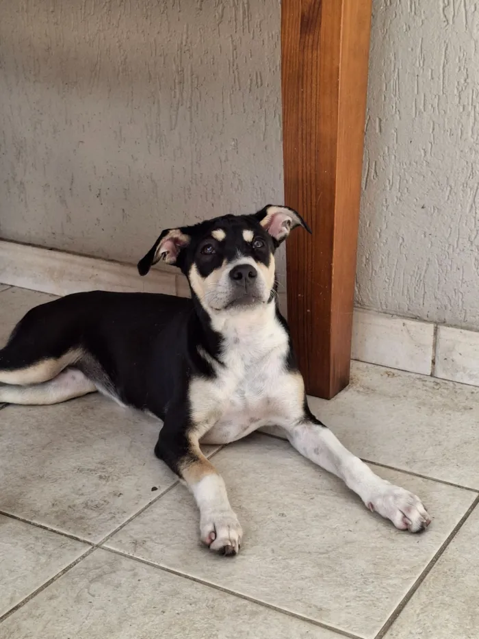 Cachorro raça SRD-ViraLata idade 2 a 6 meses nome Chica