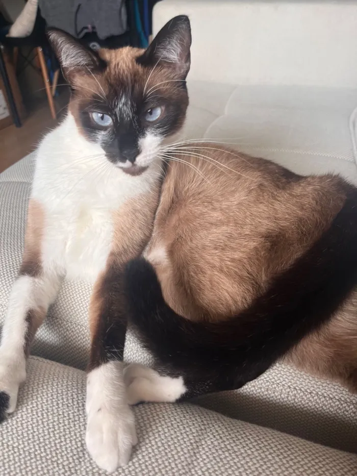 Gato raça SRD-ViraLata idade 1 ano nome Donna