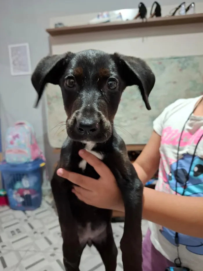 Cachorro raça SRD-ViraLata idade 2 a 6 meses nome GERTRUDES