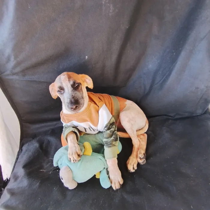 Cachorro raça SRD-ViraLata idade 2 a 6 meses nome Thor