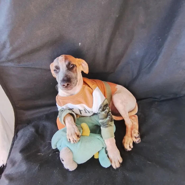 Cachorro raça SRD-ViraLata idade 2 a 6 meses nome Thor