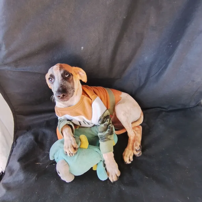 Cachorro raça SRD-ViraLata idade 2 a 6 meses nome Thor