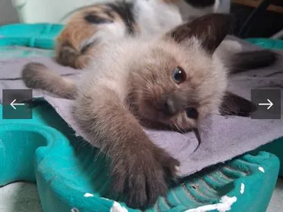 Gato raça SRD-ViraLata idade Abaixo de 2 meses nome gatinhos 