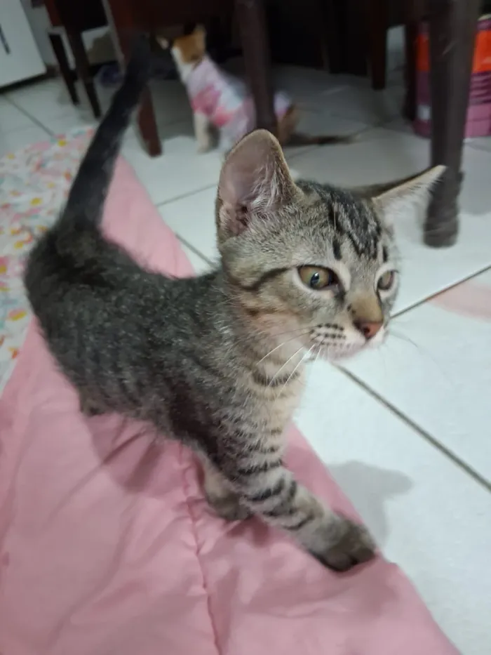 Gato raça SRD-ViraLata idade Abaixo de 2 meses nome gatinhos 