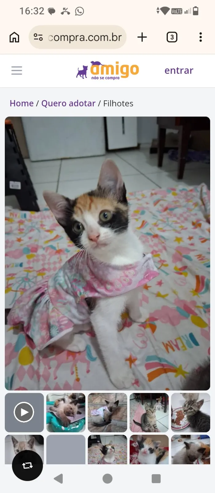 Gato raça SRD-ViraLata idade Abaixo de 2 meses nome gatinhos 