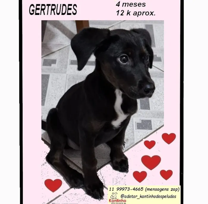 Cachorro raça SRD-ViraLata idade 2 a 6 meses nome GERTRUDES