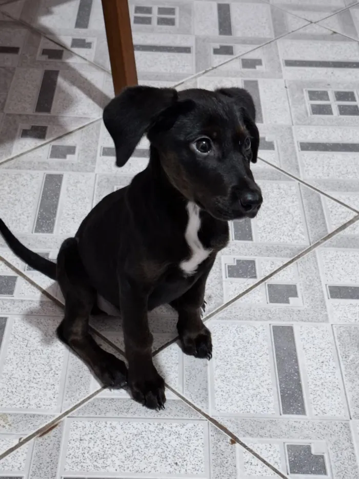 Cachorro raça SRD-ViraLata idade 2 a 6 meses nome GERTRUDES