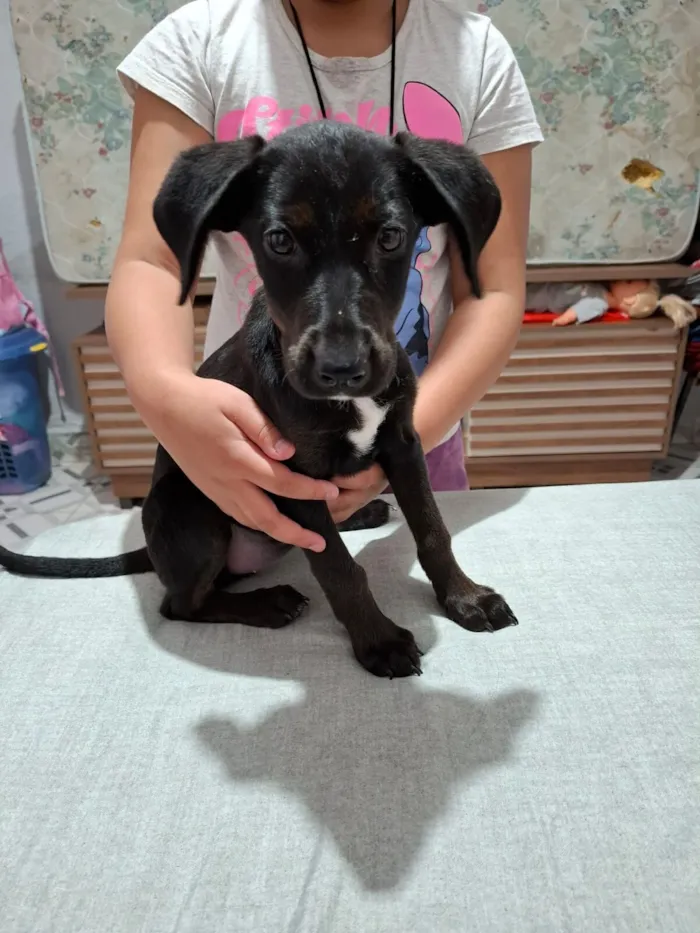 Cachorro raça SRD-ViraLata idade 2 a 6 meses nome GERTRUDES