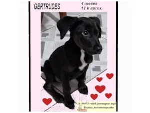 Cachorro raça SRD-ViraLata idade 2 a 6 meses nome GERTRUDES