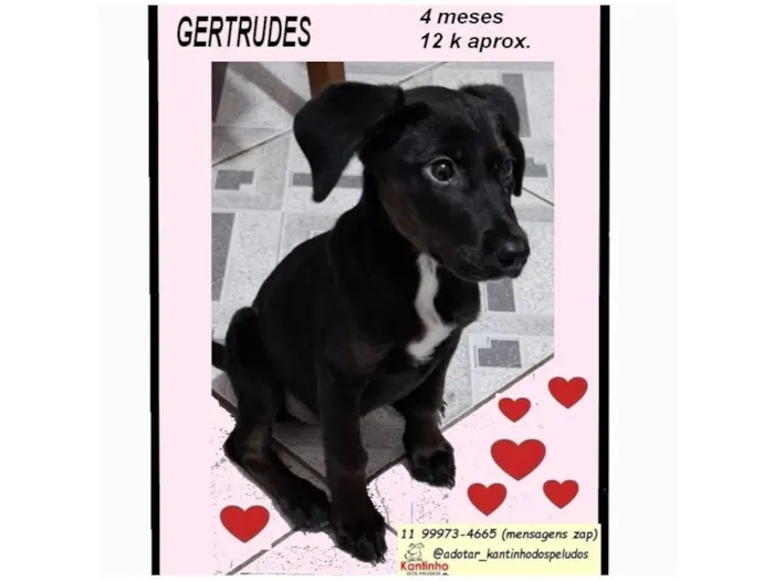Cachorro raça SRD-ViraLata idade 2 a 6 meses nome GERTRUDES
