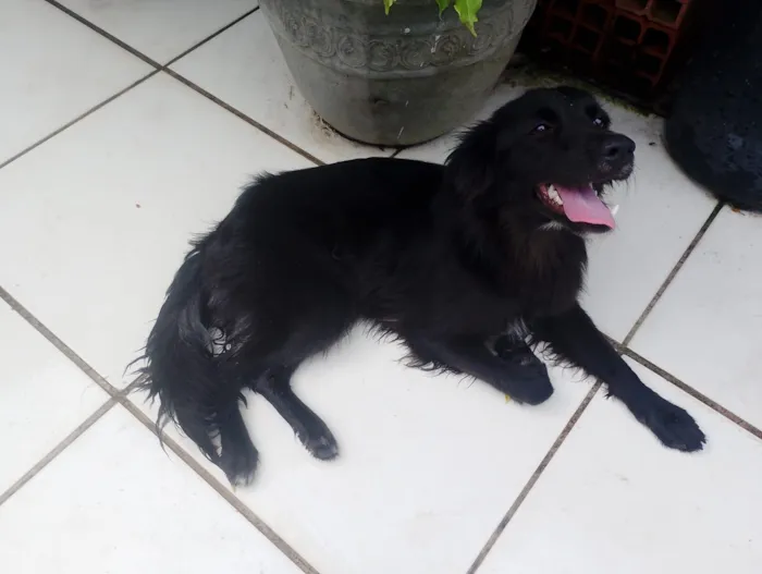 Cachorro raça SRD-ViraLata idade 1 ano nome ATHENA