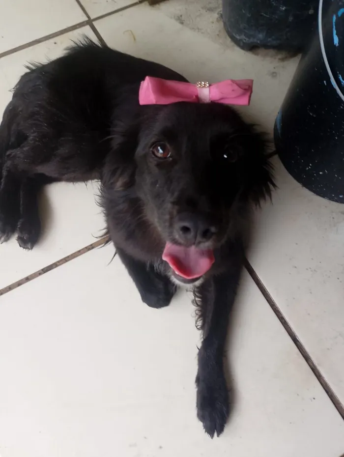 Cachorro raça SRD-ViraLata idade 1 ano nome ATHENA