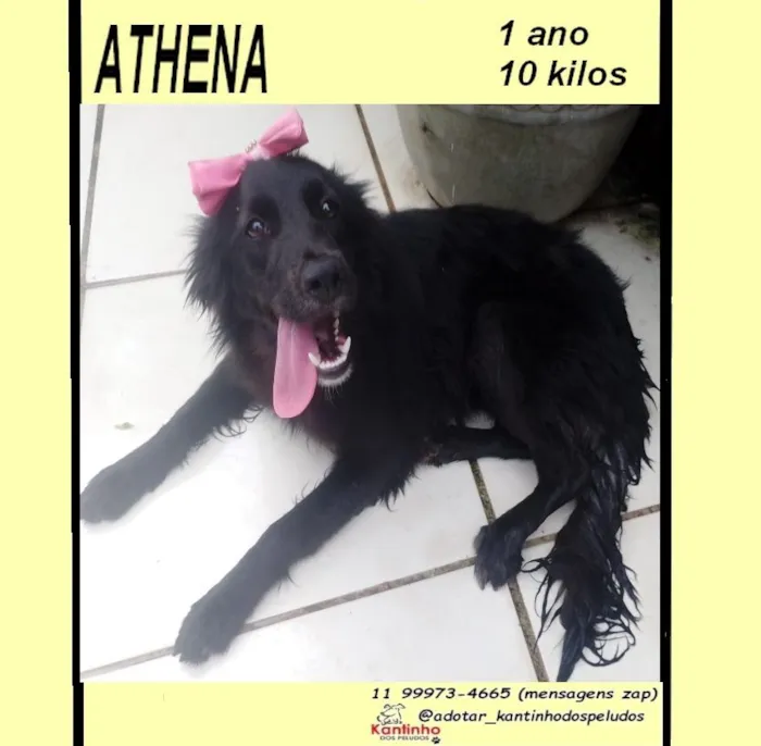 Cachorro raça SRD-ViraLata idade 1 ano nome ATHENA