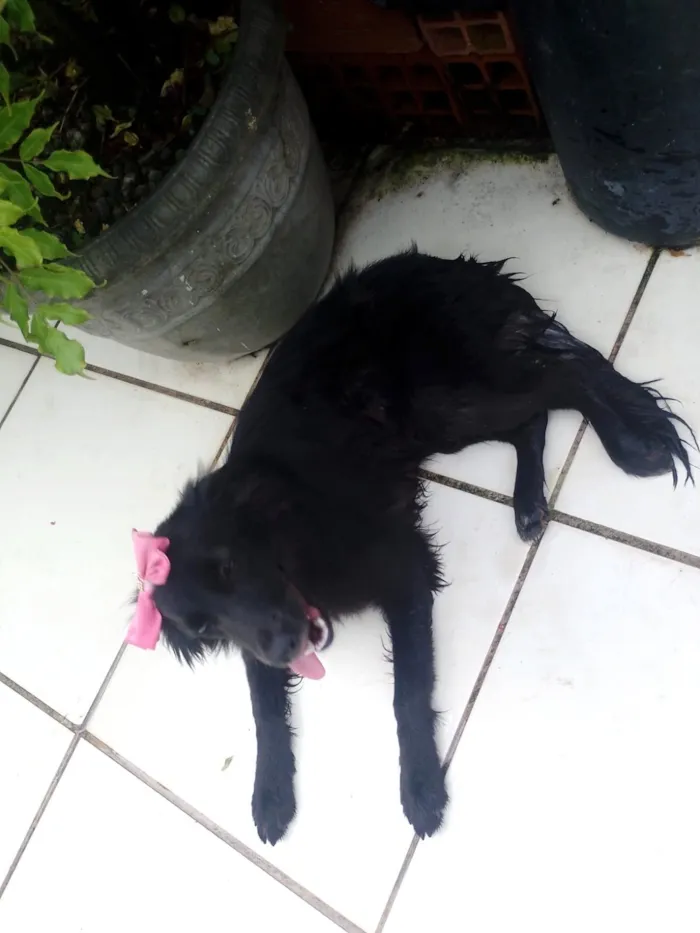 Cachorro raça SRD-ViraLata idade 1 ano nome ATHENA