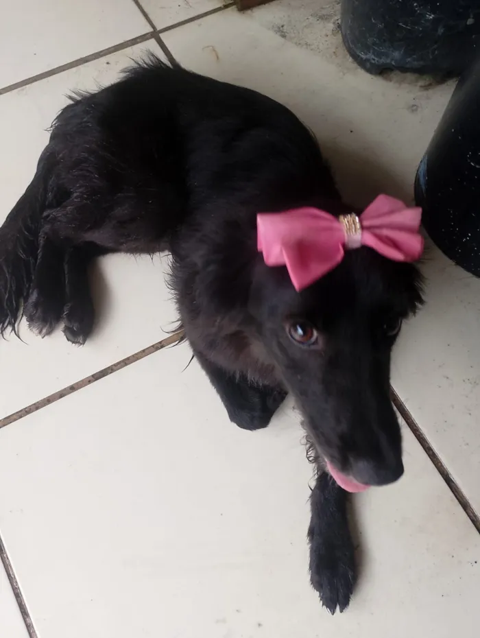 Cachorro raça SRD-ViraLata idade 1 ano nome ATHENA