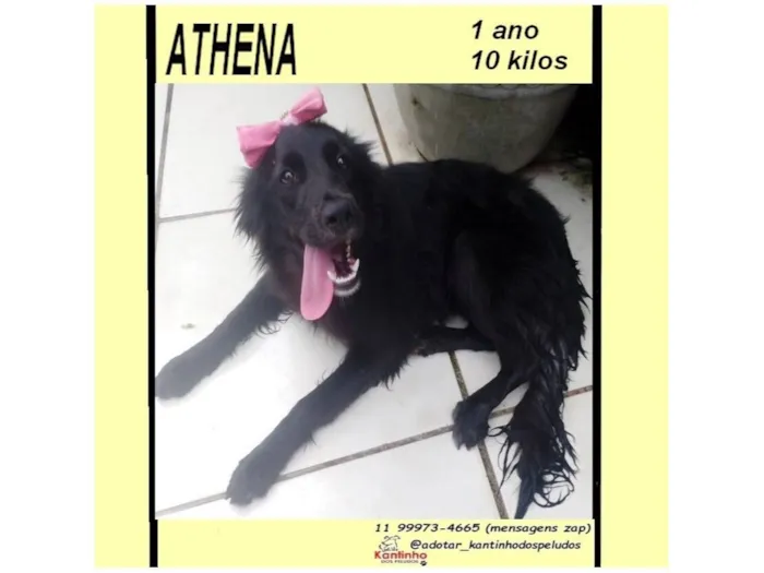 Cachorro raça SRD-ViraLata idade 1 ano nome ATHENA