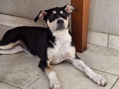 Cachorro raça SRD-ViraLata idade 2 a 6 meses nome Chica