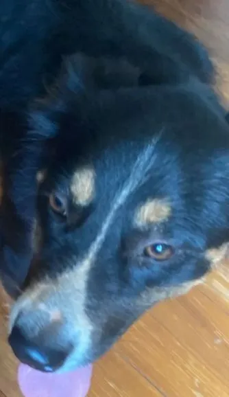 Cachorro raça SRD-ViraLata idade 1 ano nome estou doando este cachorro