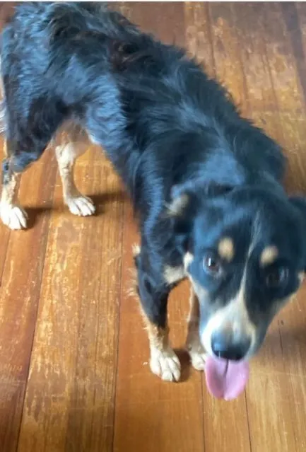 Cachorro raça SRD-ViraLata idade 1 ano nome estou doando este cachorro