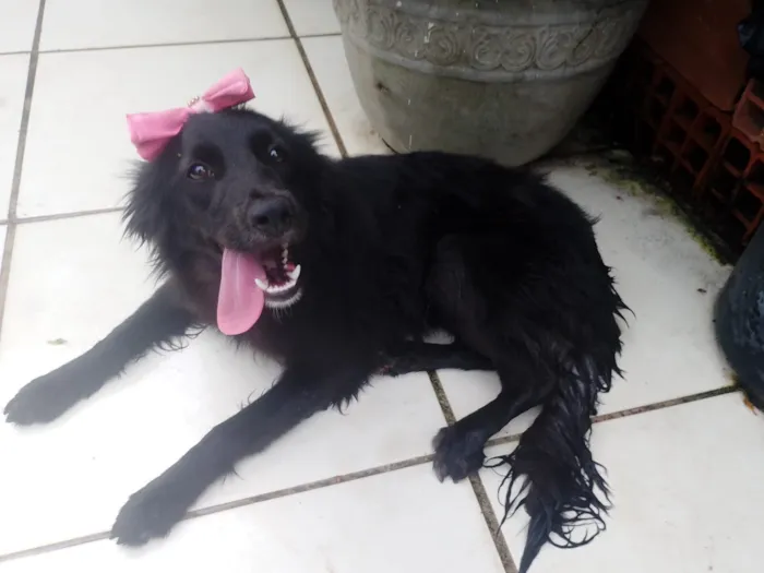 Cachorro raça SRD-ViraLata idade 1 ano nome ATHENA