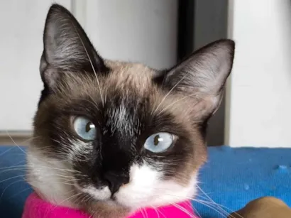 Gato raça SRD-ViraLata idade 1 ano nome Donna