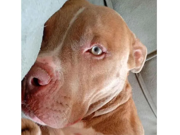 Cachorro raça Pit-Bull idade 7 a 11 meses nome Thor