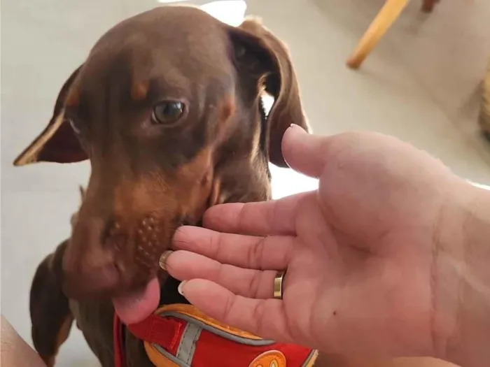 Cachorro raça Basset-Cofap idade 1 ano nome Scooby