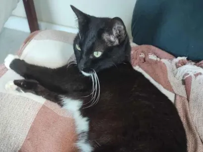 Gato raça SRD-ViraLata idade 2 anos nome PRETINHO