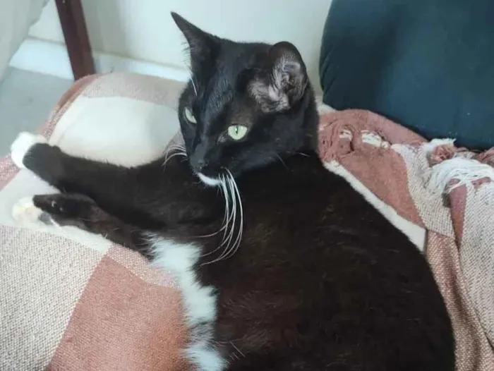 Gato raça SRD-ViraLata idade 2 anos nome PRETINHO