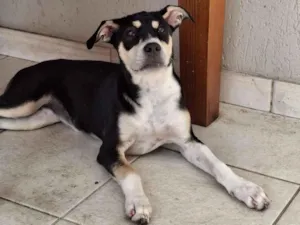 Cachorro raça SRD-ViraLata idade 2 a 6 meses nome Chica