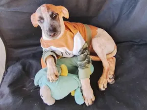 Cachorro raça SRD-ViraLata idade 2 a 6 meses nome Thor