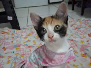 Gato raça SRD-ViraLata idade Abaixo de 2 meses nome gatinhos 